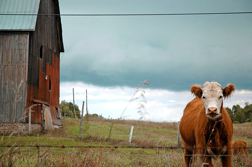Photography Inspiration #2