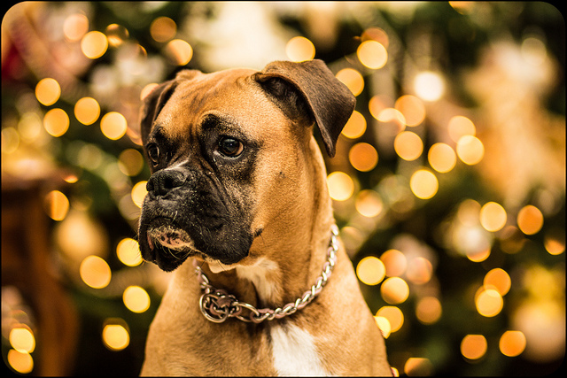 Stunning Bokeh Photography