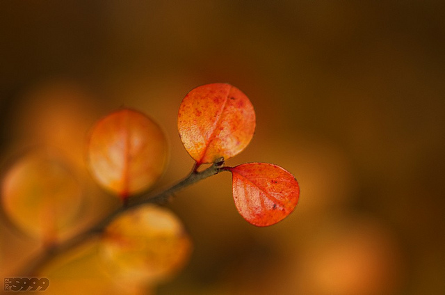 Stunning Bokeh Photography
