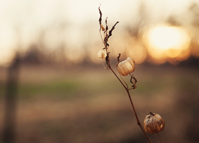 Stunning Bokeh Photography