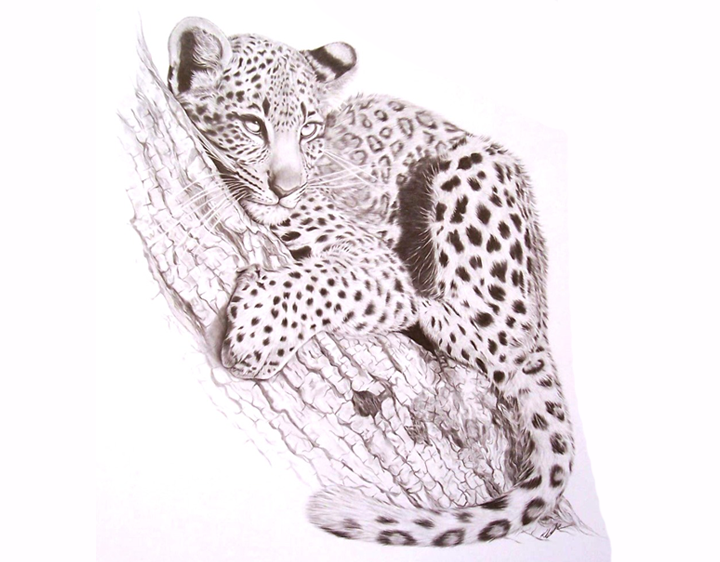 Leopard Love by Katharine