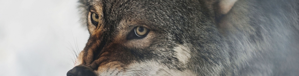 Graphic Tide Artist lycan